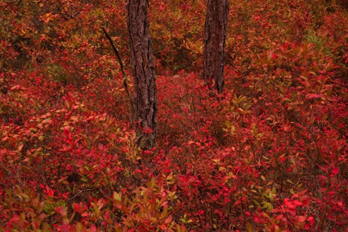 Blueberry Saplings lit by Sunset, Michael Huber Preserve (New Jersey Conservation Foundation), Pine Barrens (4511 SA).jpg Blueberry Saplings lit by Sunset, Michael Huber Preserve (New Jersey Conservation Foundation), Pine Barrens (4511 SA).jpg